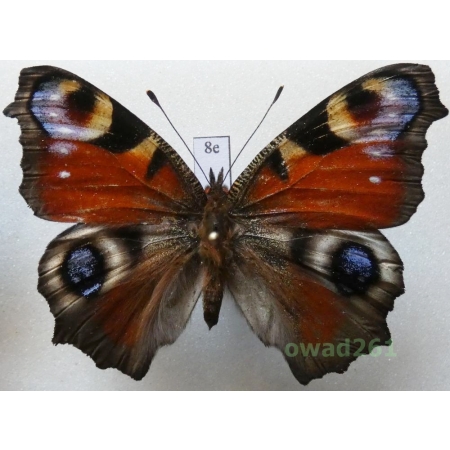 Aglais io (Linnaeus, 1758) Poland8e